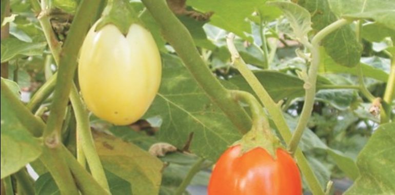 FAO diffondere negli orti due specie di melanzane