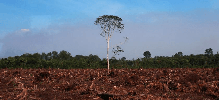 Deforestazione