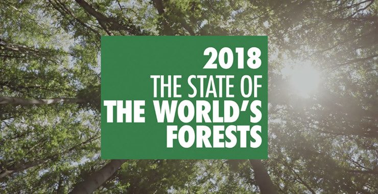 foreste fondamentali per conseguimento obiettivi Agenda 2030