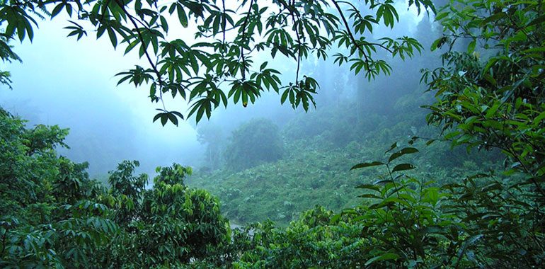 foreste intatte a rischio obiettivi conservazione