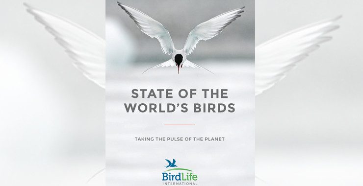 uccelli una specie su 8 minacciata di estinzione