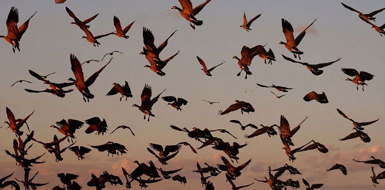 cambiamenti climatici migrazioni uccelli