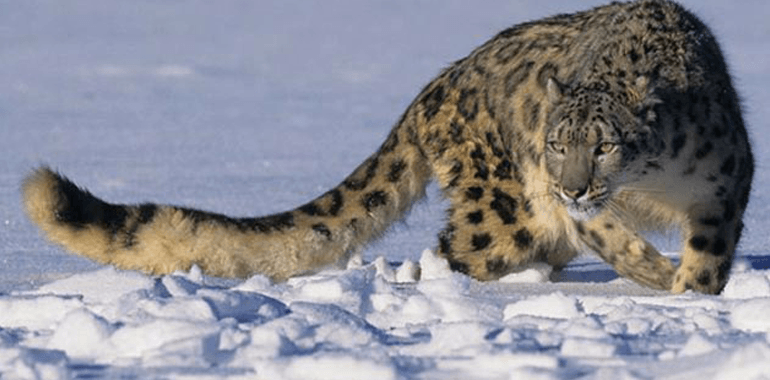 tutela leopardo delle nevi