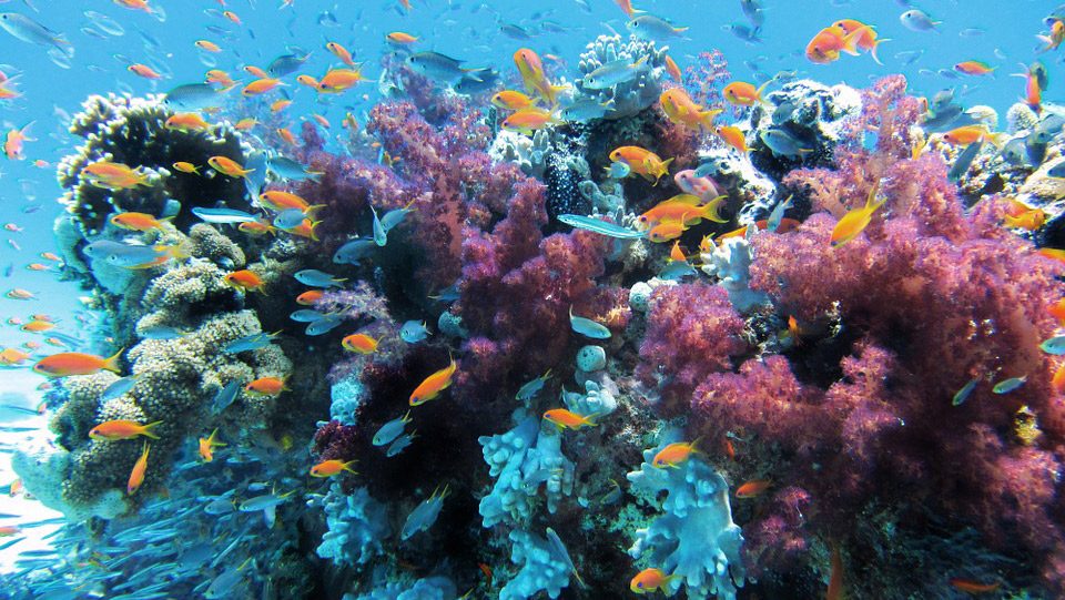barriere coralline scoperte 15 inaspettate oasi di vita
