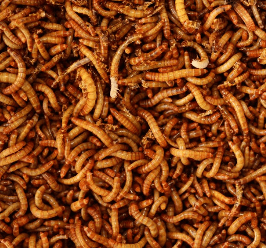 Insetti commestibili: via libera per le larve delle tarme della farina