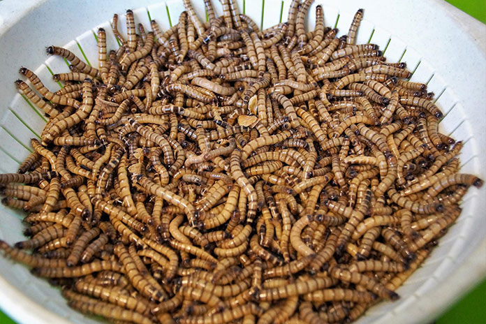Le larve di Zophobas morio i mangiatori di plastica