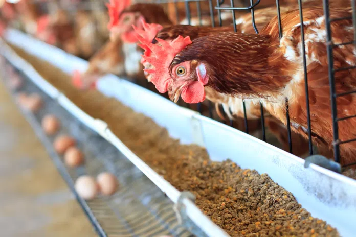 Gabbie per allevare polli e galline: per l'EFSA devono scomparire